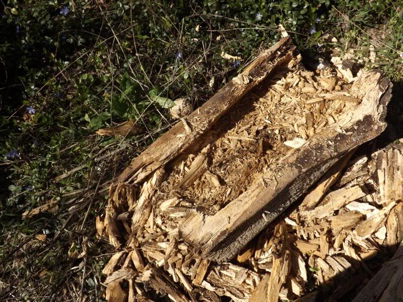 stump photo april14028_zps6f6713fc.jpg